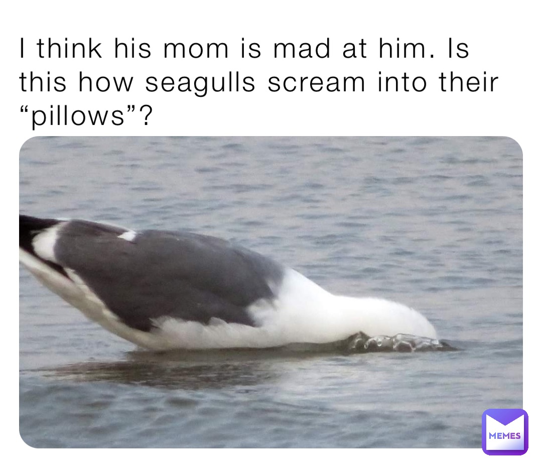 I think his mom is mad at him. Is this how seagulls scream into their “pillows”?