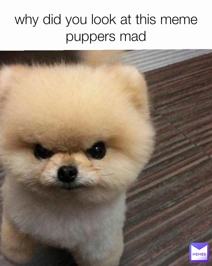 why did you look at this meme puppers mad