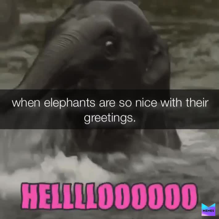 Meme shared by @kingmousememesdun