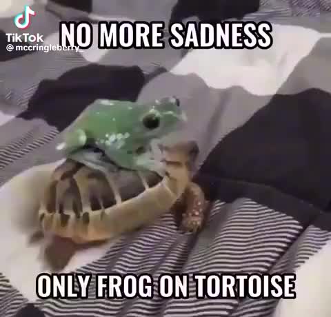 Meme shared by @bulbmin_memes