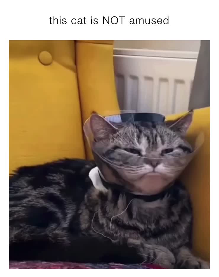 not amused cat meme