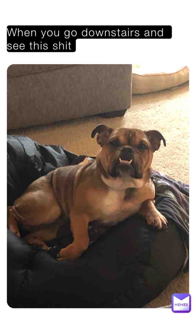 Paint me like one of your French bulldogs