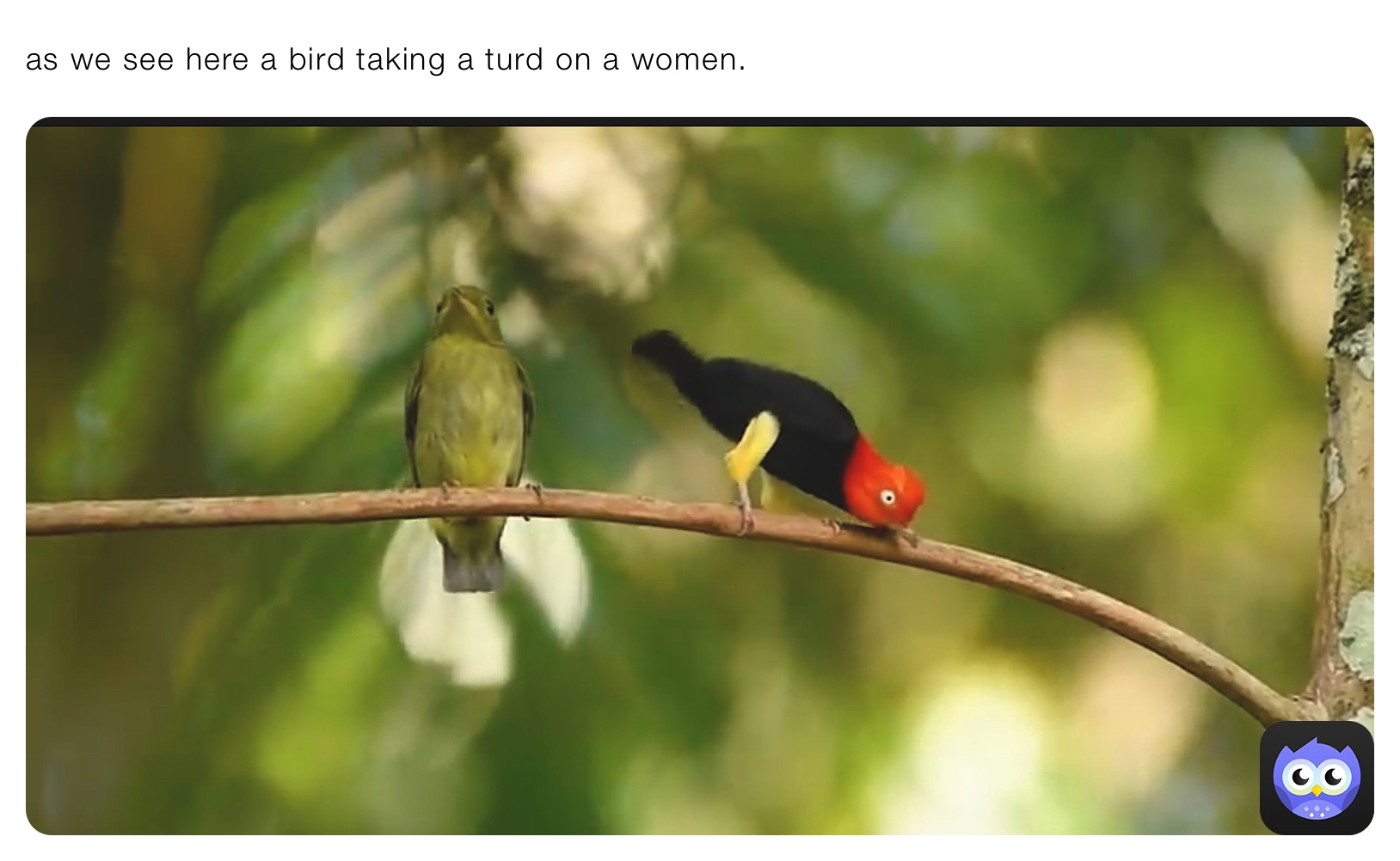 as we see here a bird taking a turd on a women.