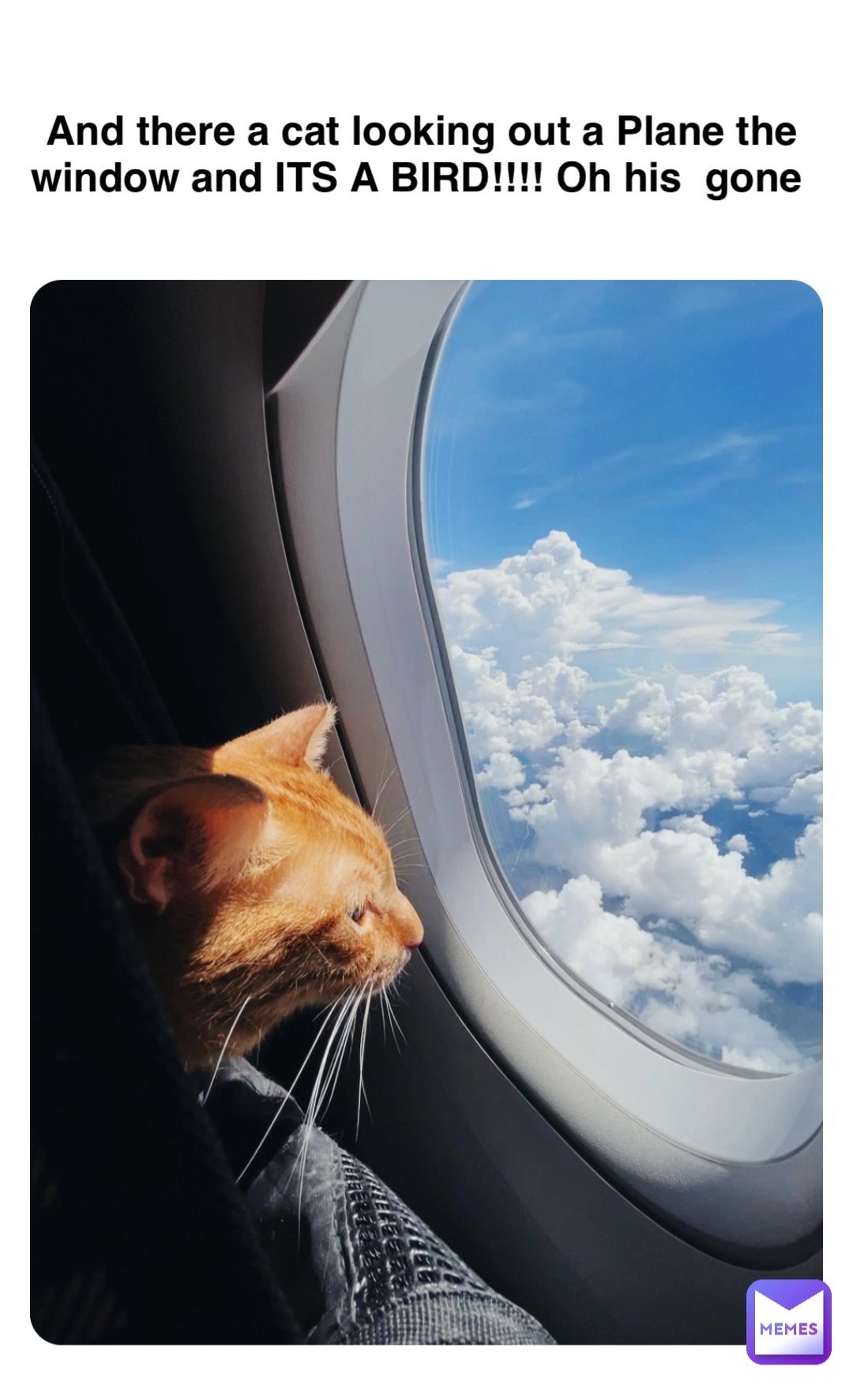 And there a cat looking out a Plane the window and ITS A BIRD!!!! Oh his  gone