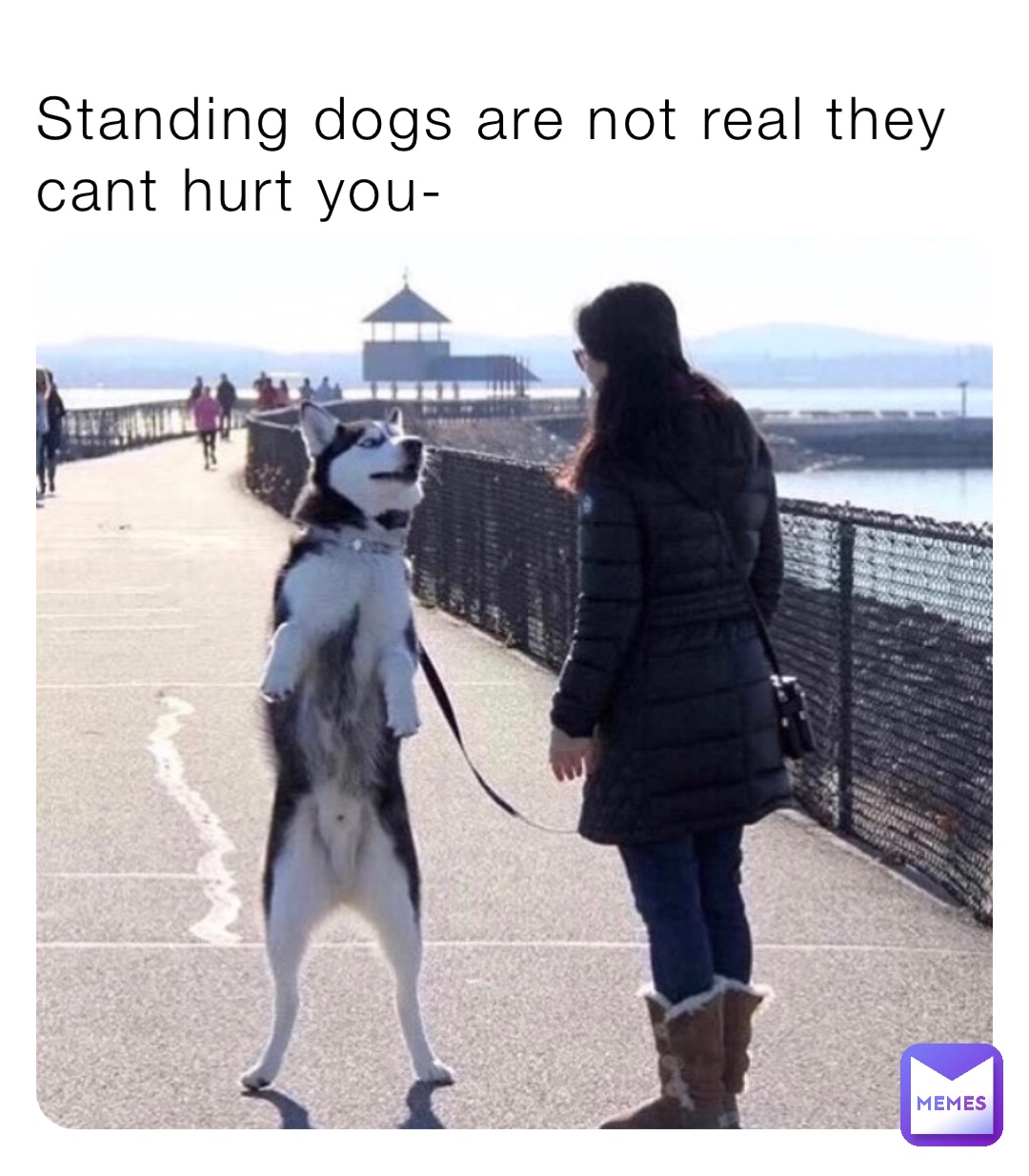 Standing dogs are not real they cant hurt you-