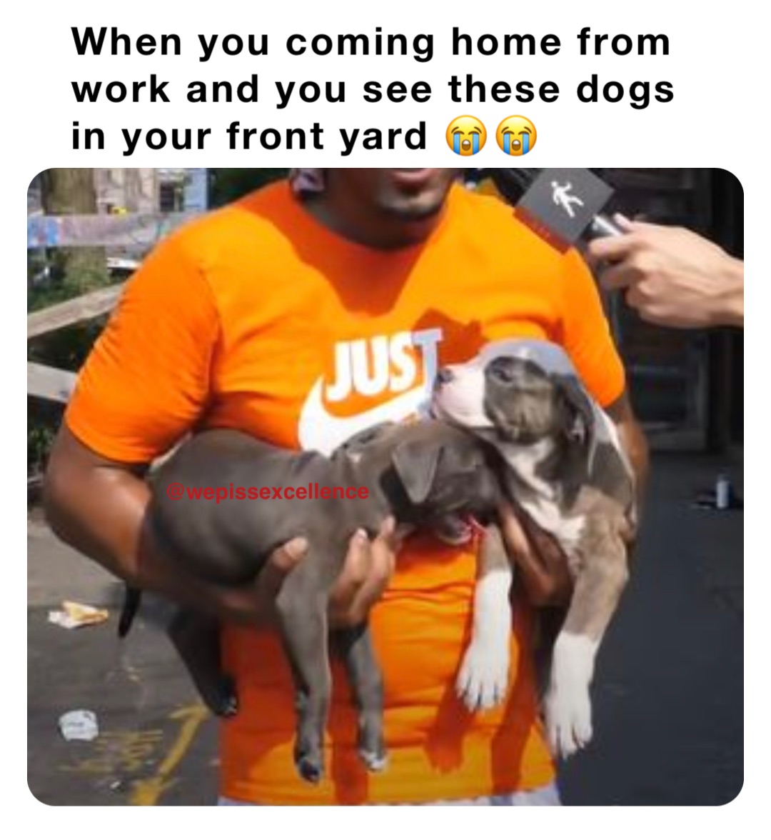 When you coming home from work and you see these dogs in your front yard 😭😭