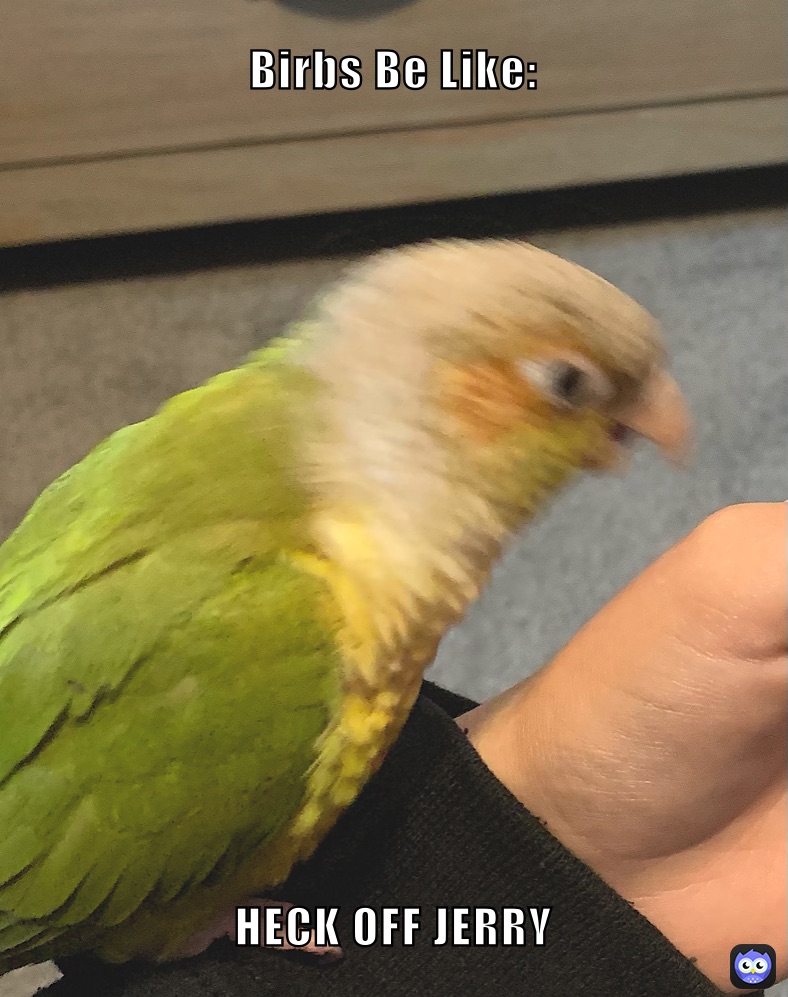 Birbs Be Like: HECK OFF JERRY