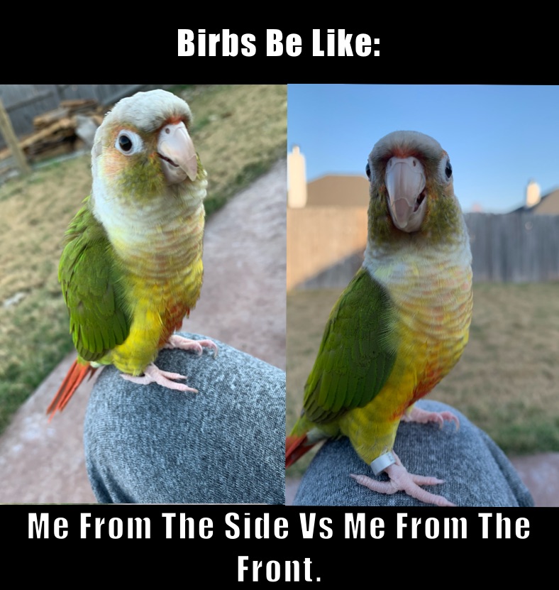 Birbs Be Like:  Me From The Side Vs Me From The Front.