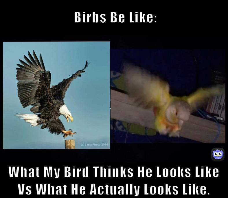  Birbs Be Like: What My Bird Thinks He Looks Like Vs What He Actually Looks Like.