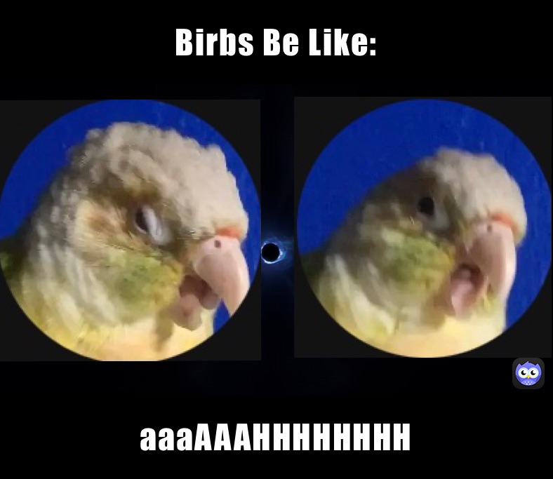 Birbs Be Like: aaaAAAHHHHHHHH