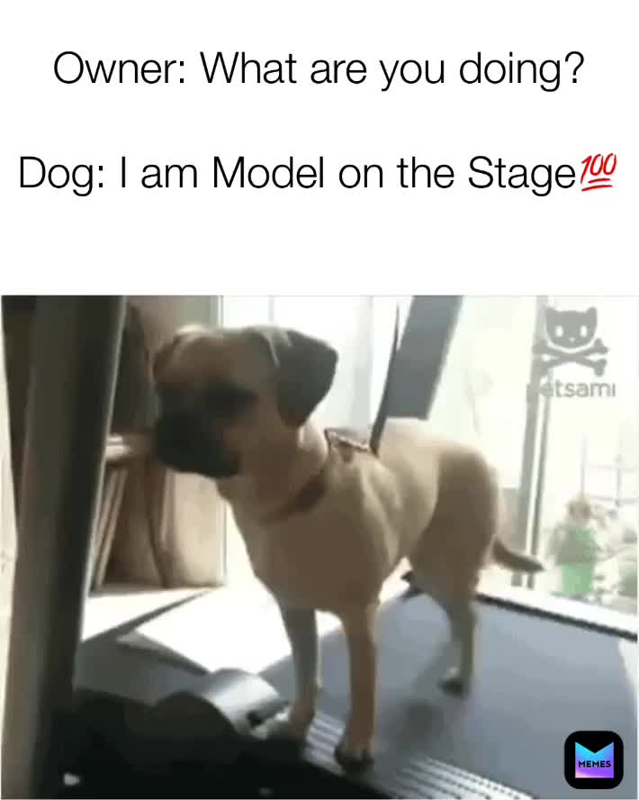 Follow Memesyou_need for more!😂   #memes  #dogmemes   #memeschallenge  #foryou  #test  #tagafriend  #model  #modelshit