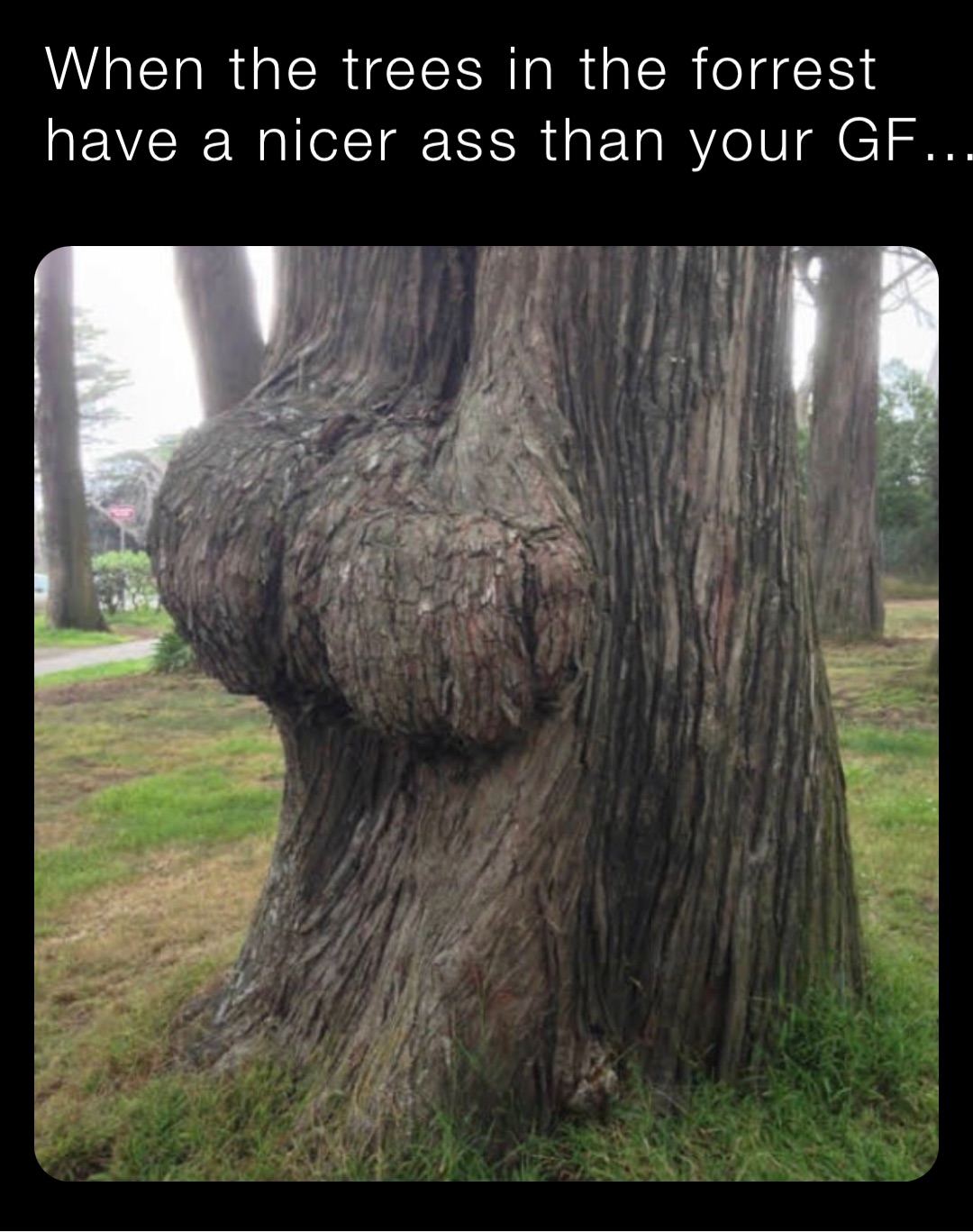 When the trees in the forrest have a nicer ass than your GF…..