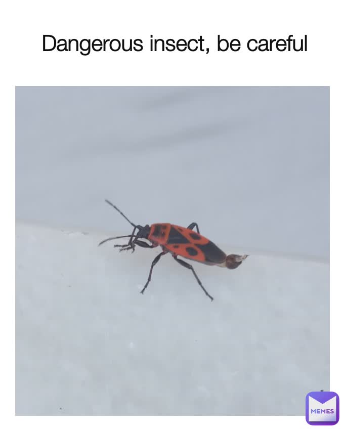 Dangerous insect, be careful