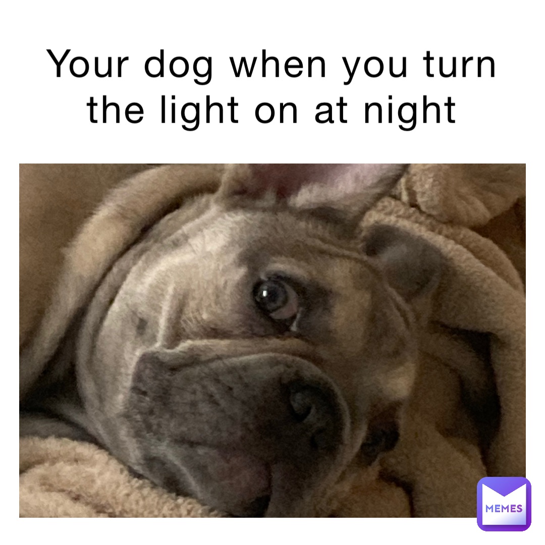 Your dog when you turn the light on at night