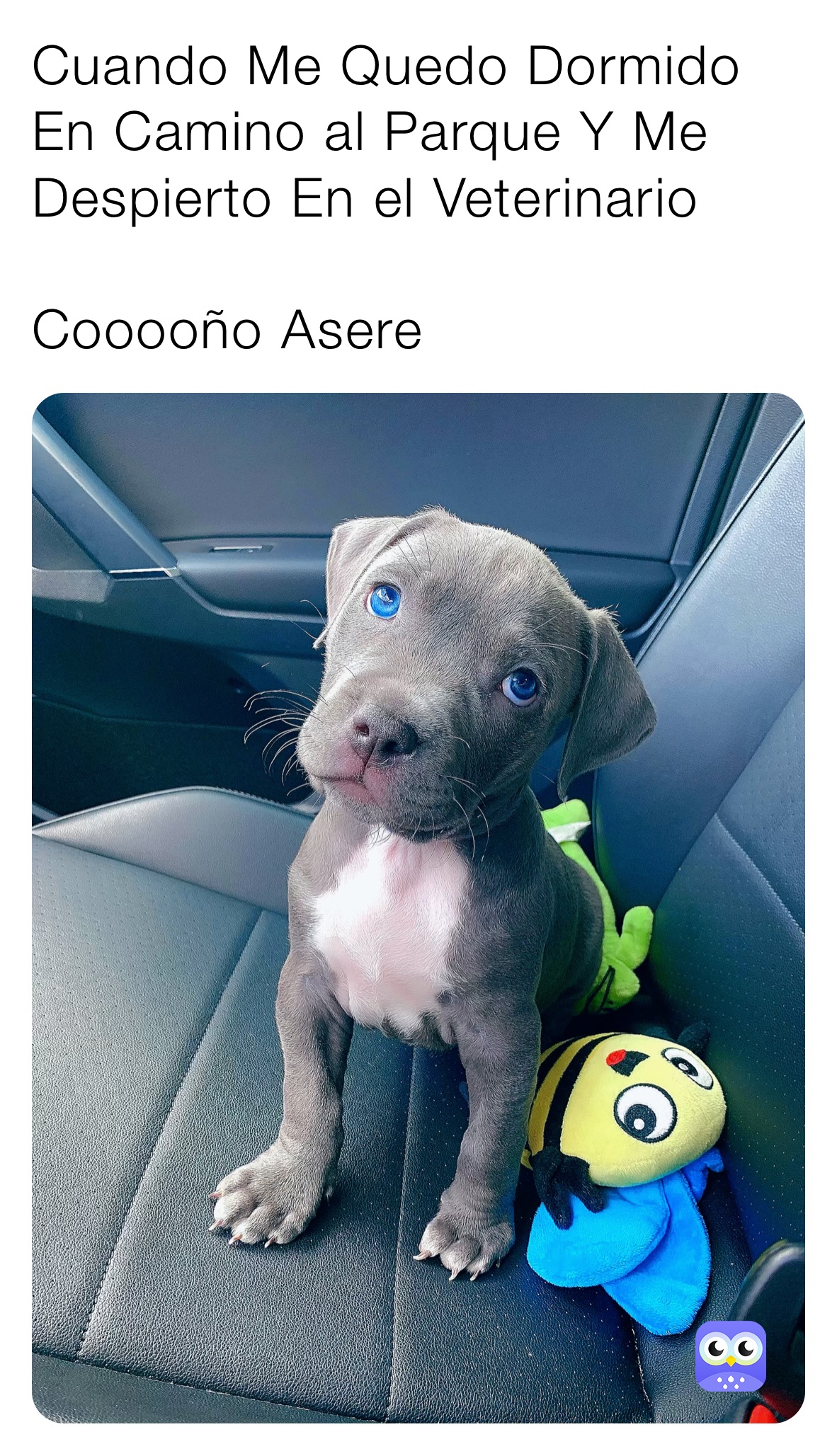 Cuando Me Quedo Dormido En Camino al Parque Y Me Despierto En el Veterinario 

Cooooño Asere