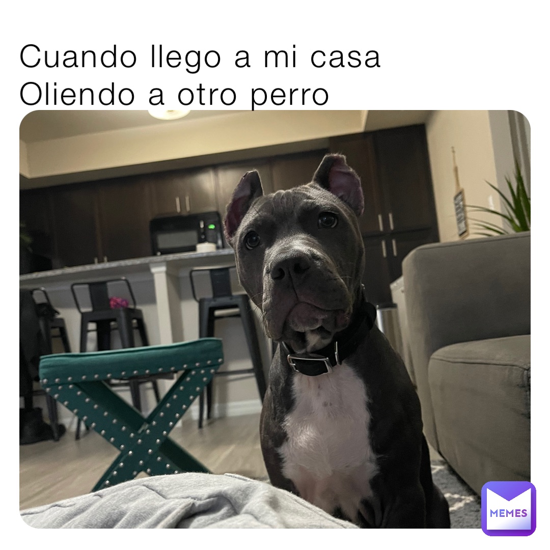 Cuando llego a mi casa 
Oliendo a otro perro