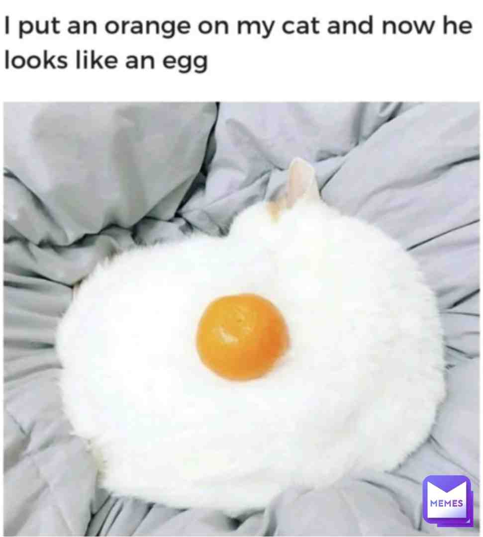 😹🍳