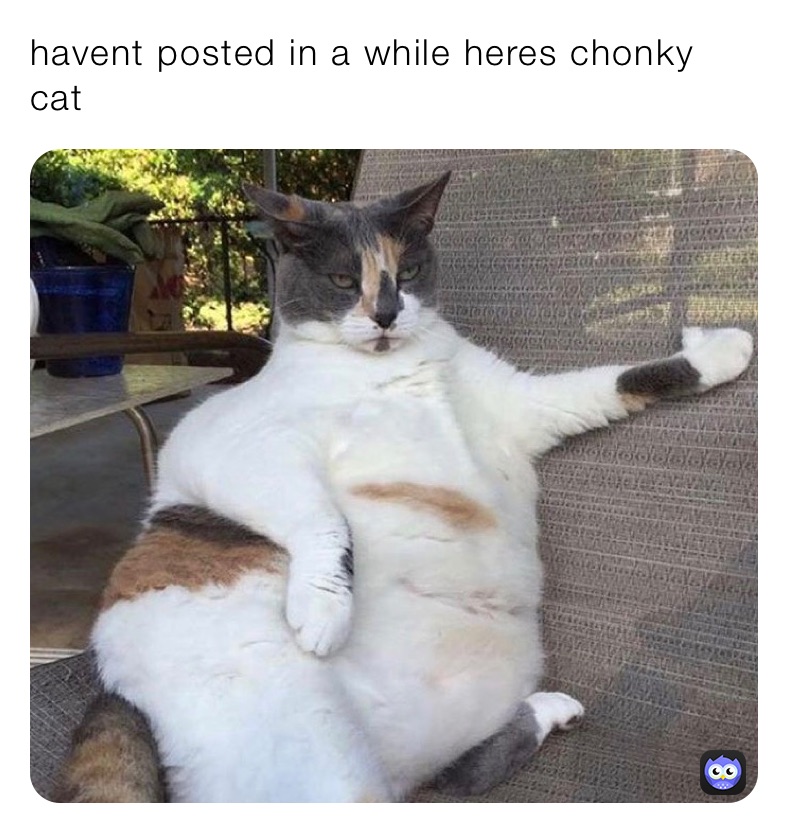 havent posted in a while heres chonky cat