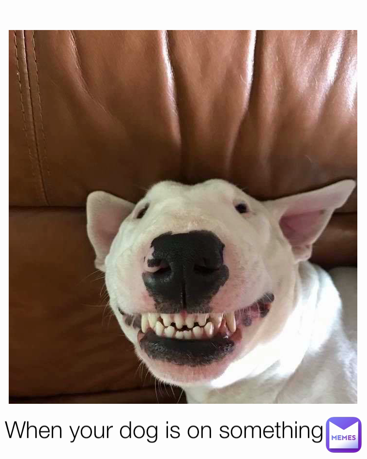 When your dog is on something