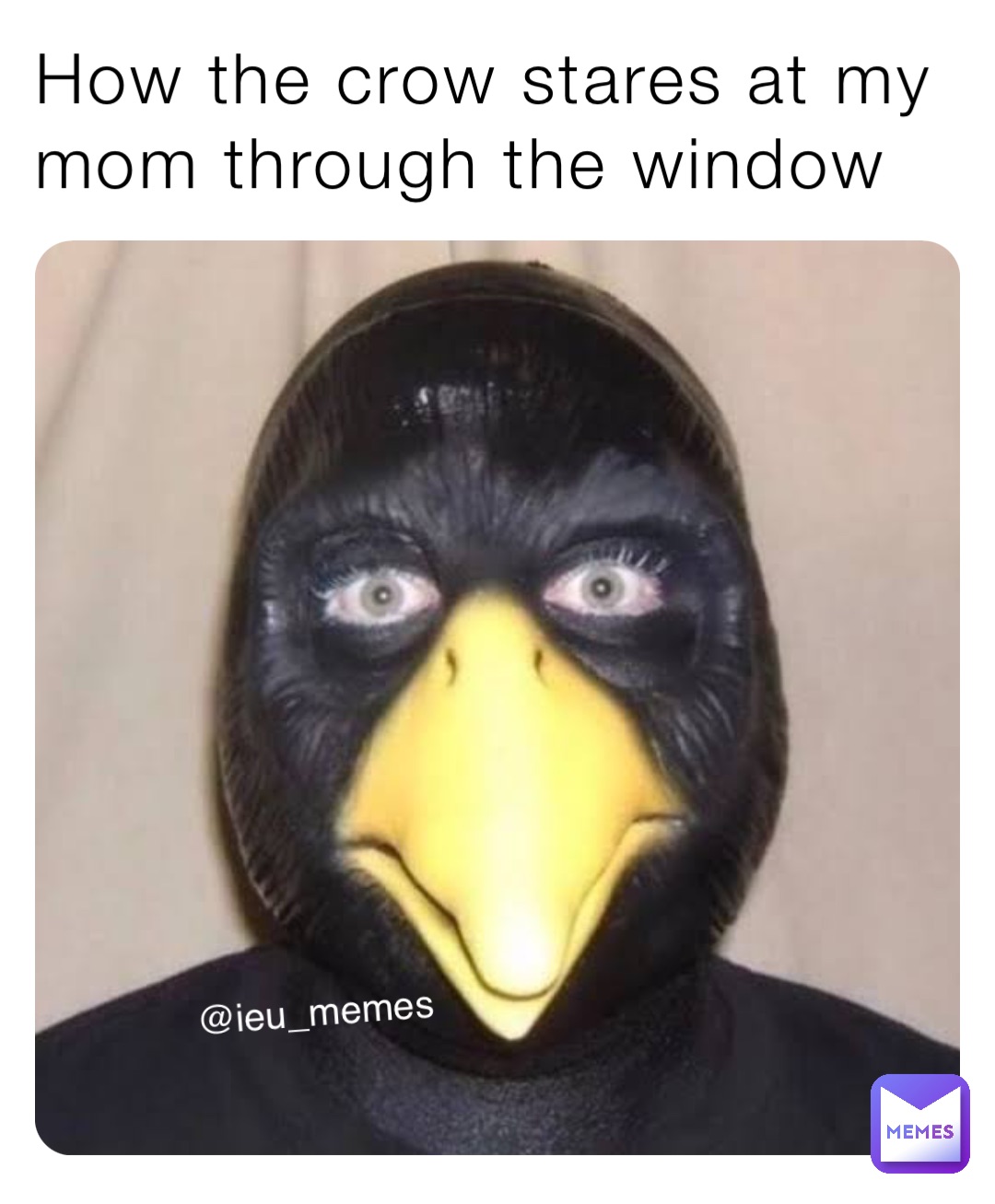 How the crow stares at my mom through the window