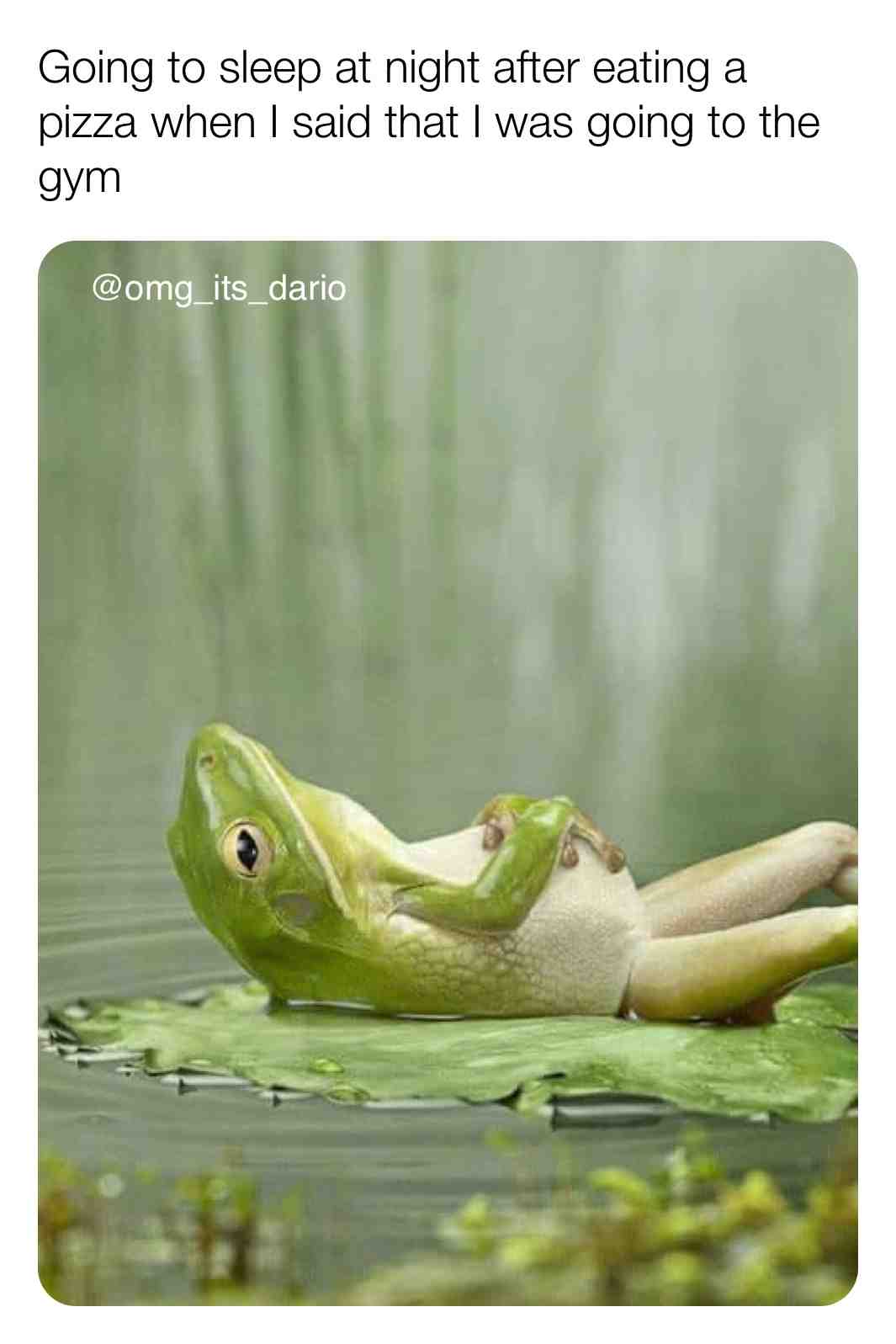  #funny #memes #follow #pond #frog #pizza