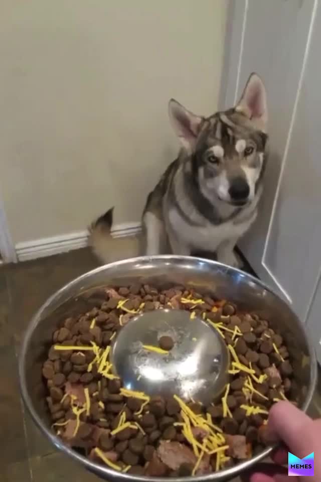 #dog  #doggo  #dogs  #dogmemes  #doggy  #birthday