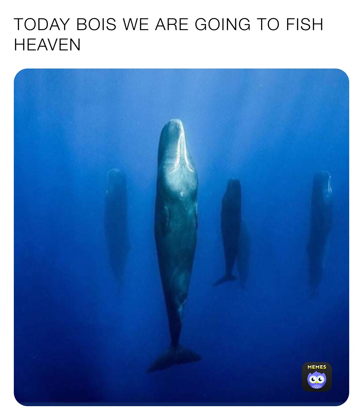 Meme by sideshowbob_777