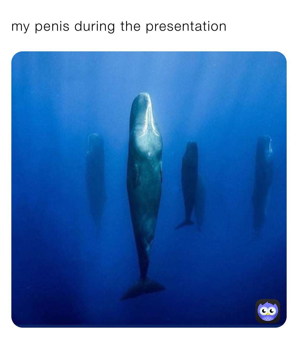 Meme by fancystripes