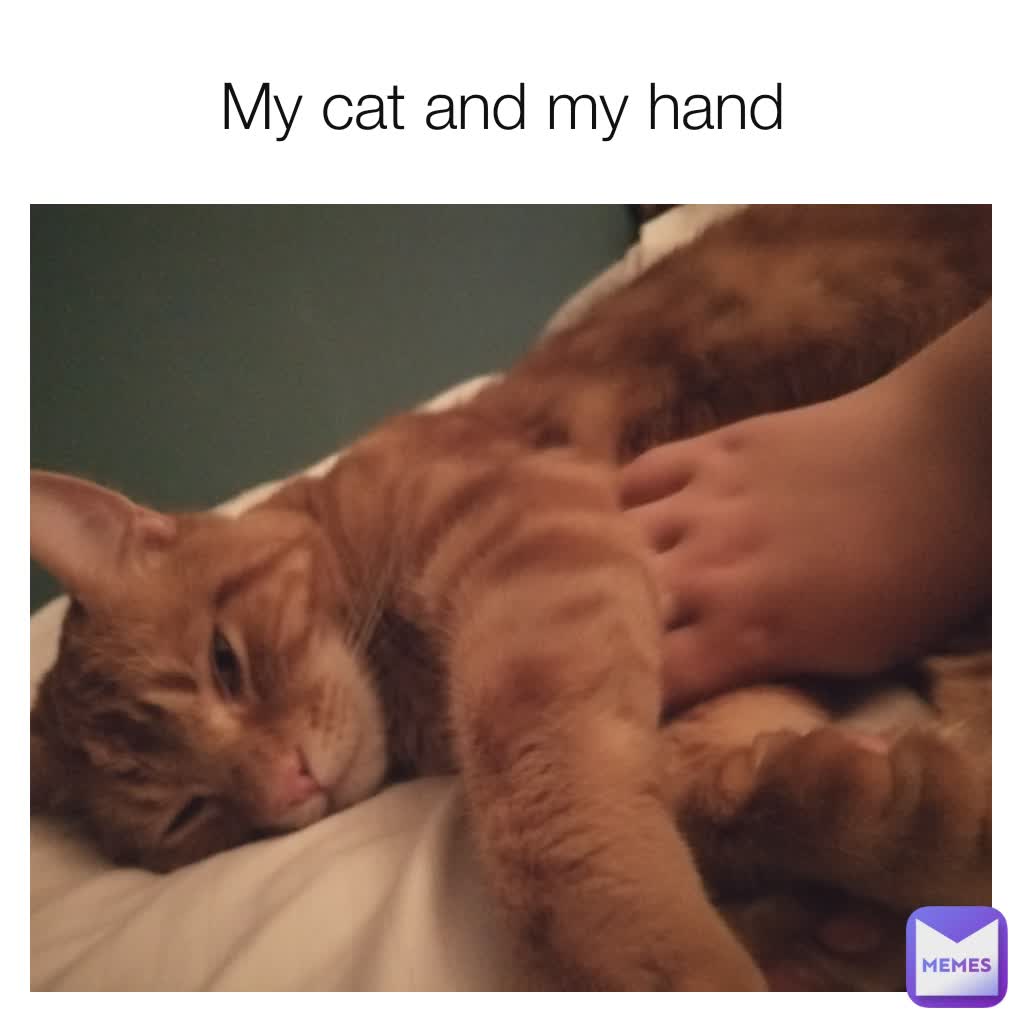 My cat and my hand 