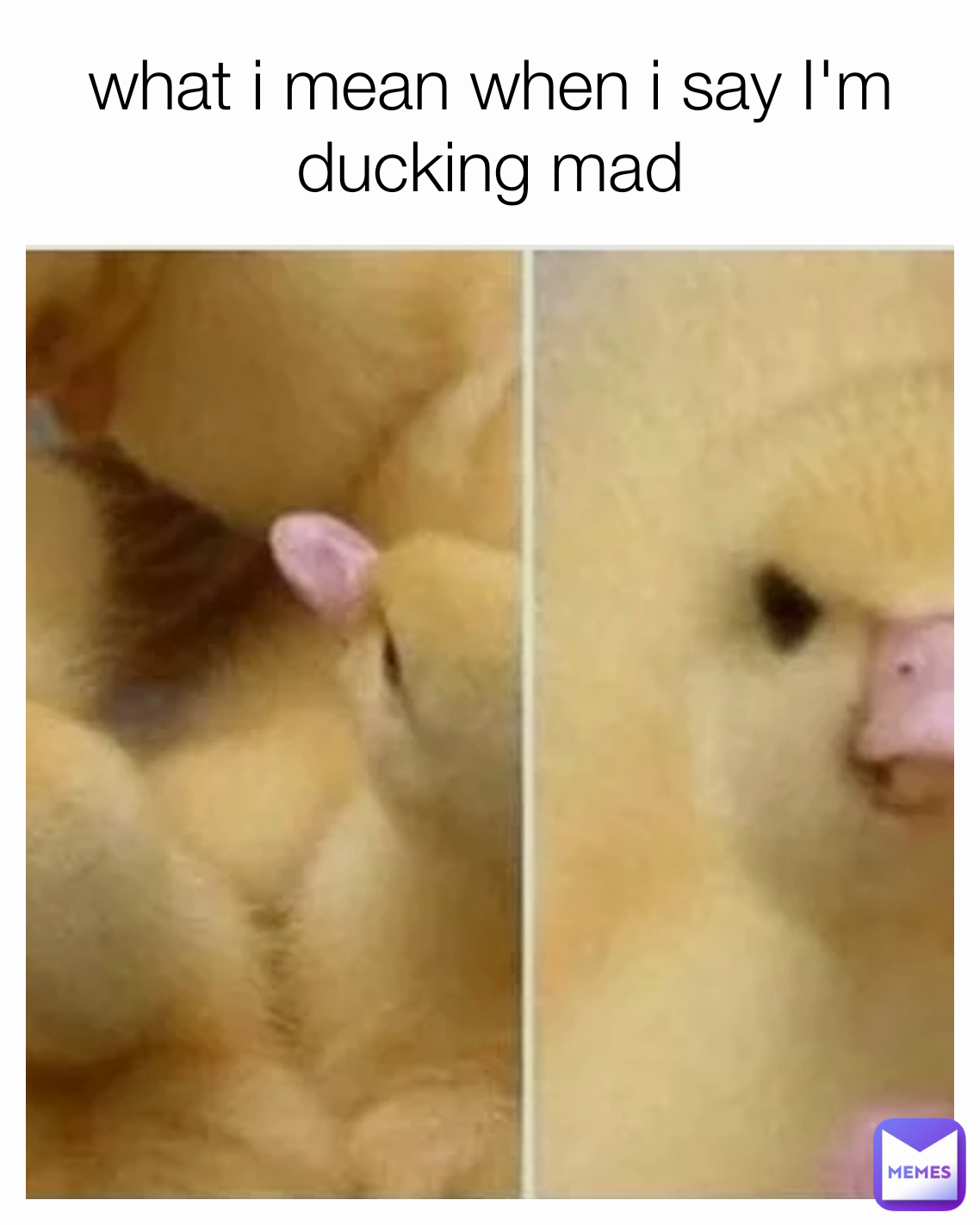 what i mean when i say I'm ducking mad