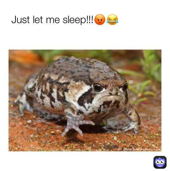 #frogs ilysmfroggieeeee
