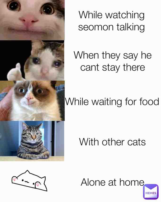 What cats do