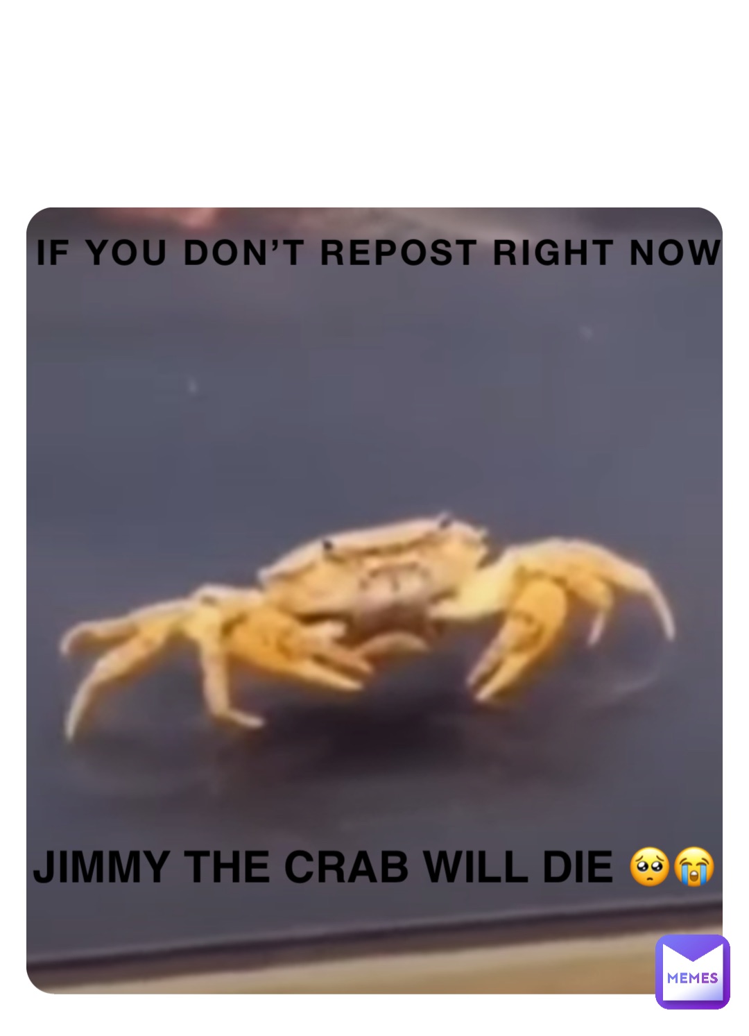 If you don’t repost right now Jimmy the crab will die 🥺😭