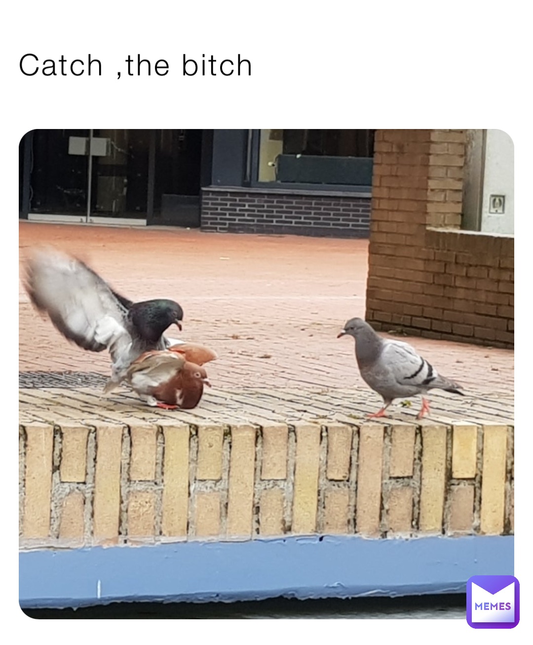 Catch ,the bitch