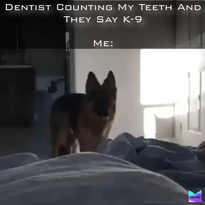 #Dentist  #K9