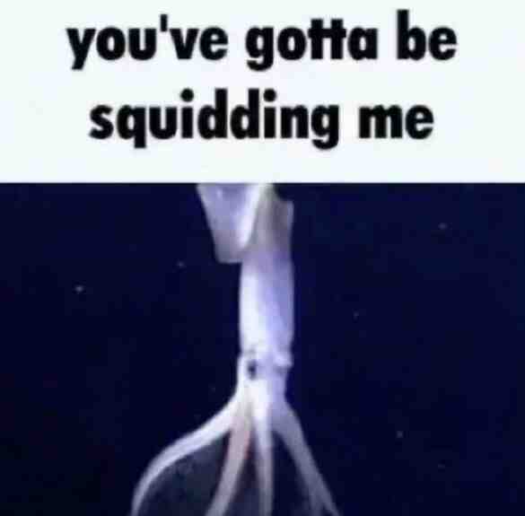 you’ve gotta be squidding me 🦑