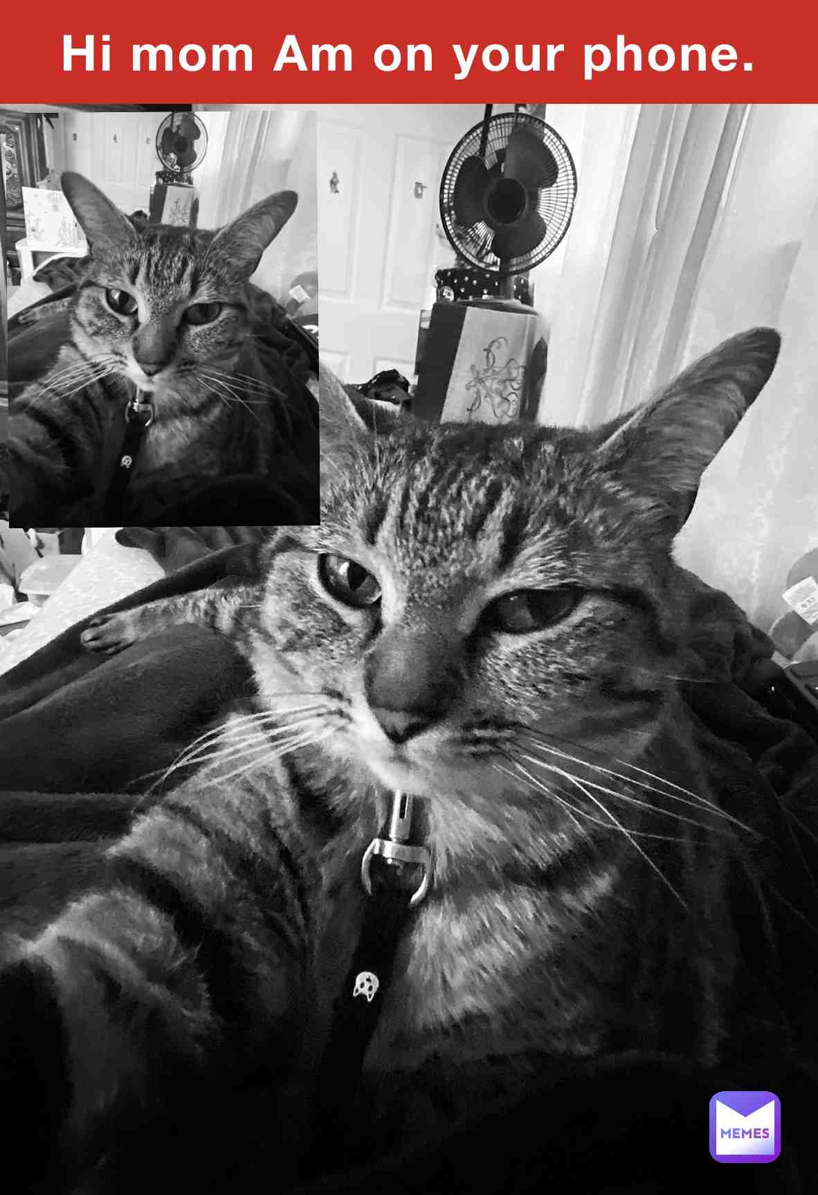 #pets #memes #cats #catsofmemes #catofmemes #petcomedy # #stopsnimalabuse #funnycats #smartcats