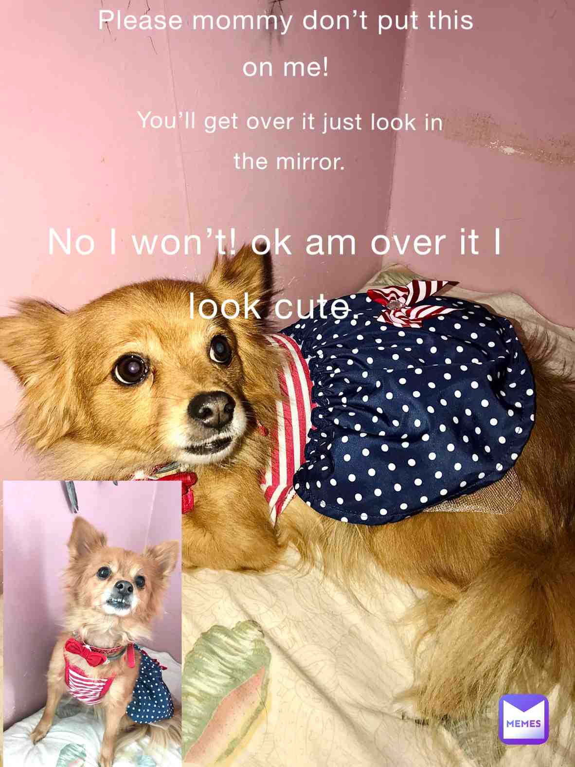 #memes #memesapp #dogmemes #dogs #petmemes #dogofmemes #dogofmemesapp She doesn’t like it but then she gets over it.