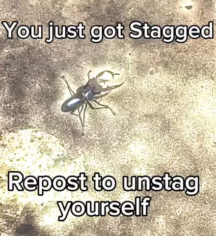 Meme shared by @Sansmor