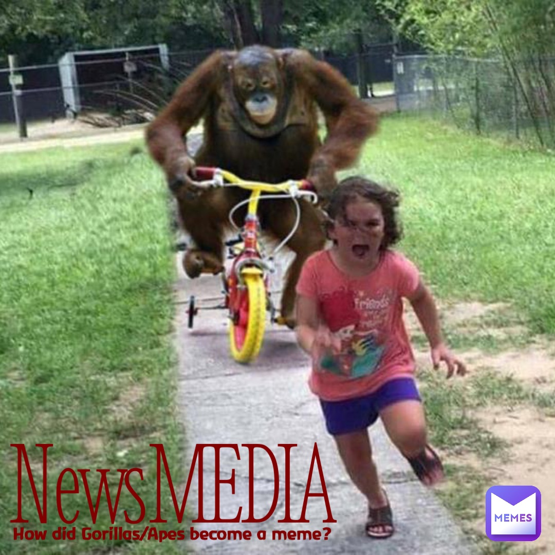 NewsMEDIA How did Gorillas/Apes become a meme?