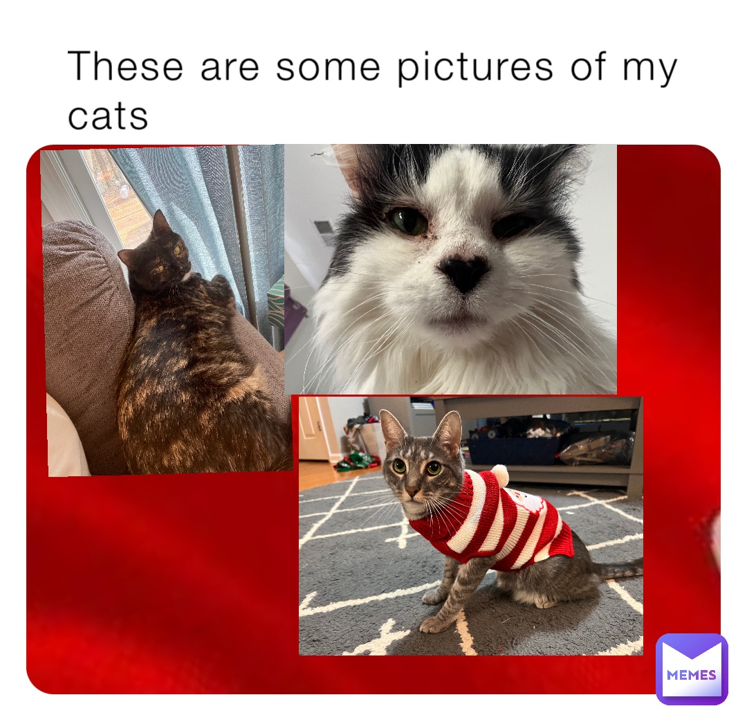 These are some pictures of my cats
