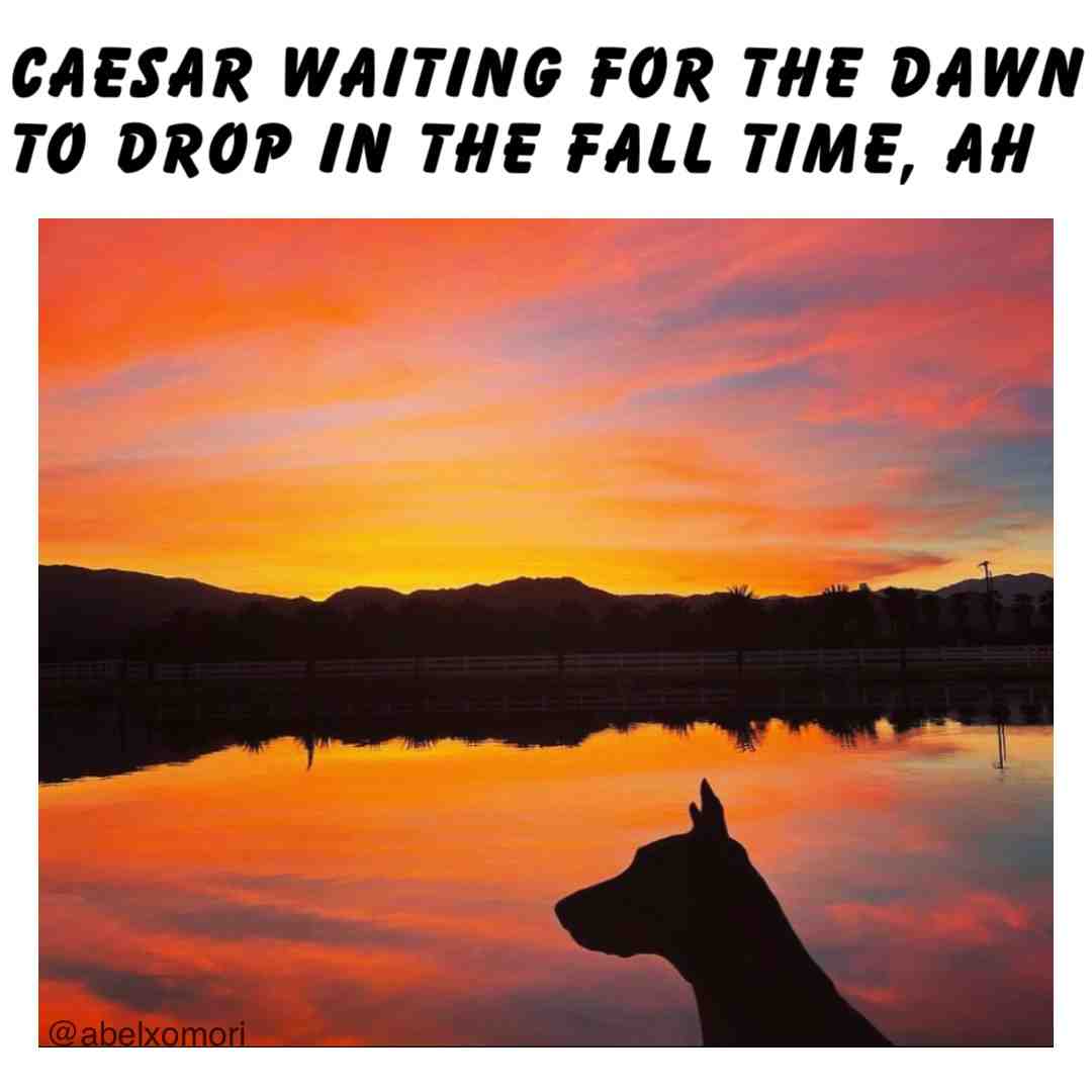 Caesar 👑 🍂 #theweeknd #abeltesfaye #caesar #thedawniscoming #abelxo