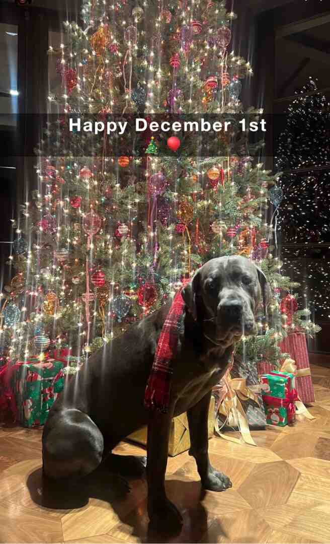 Zelda 🎄