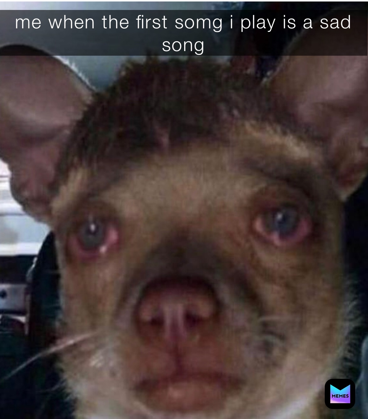 Dog Meme Portrait | Stable Diffusion Online, image size:1182x1345