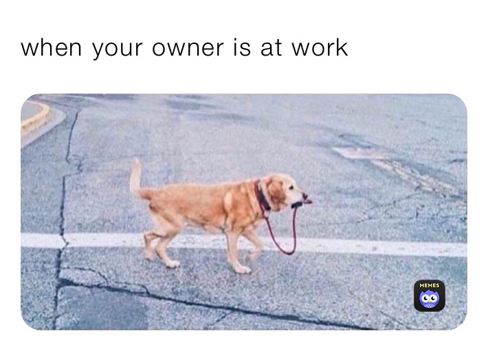 when your owner is at work