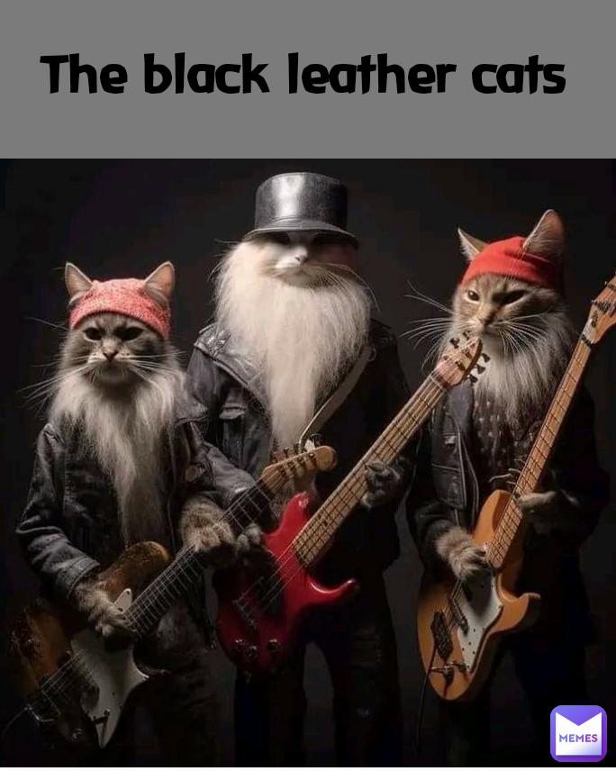 The black leather cats