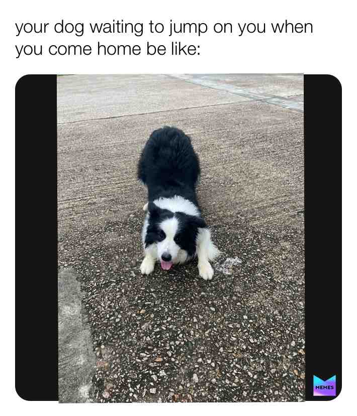  #dog #whatactuallyhappenswhenurgone