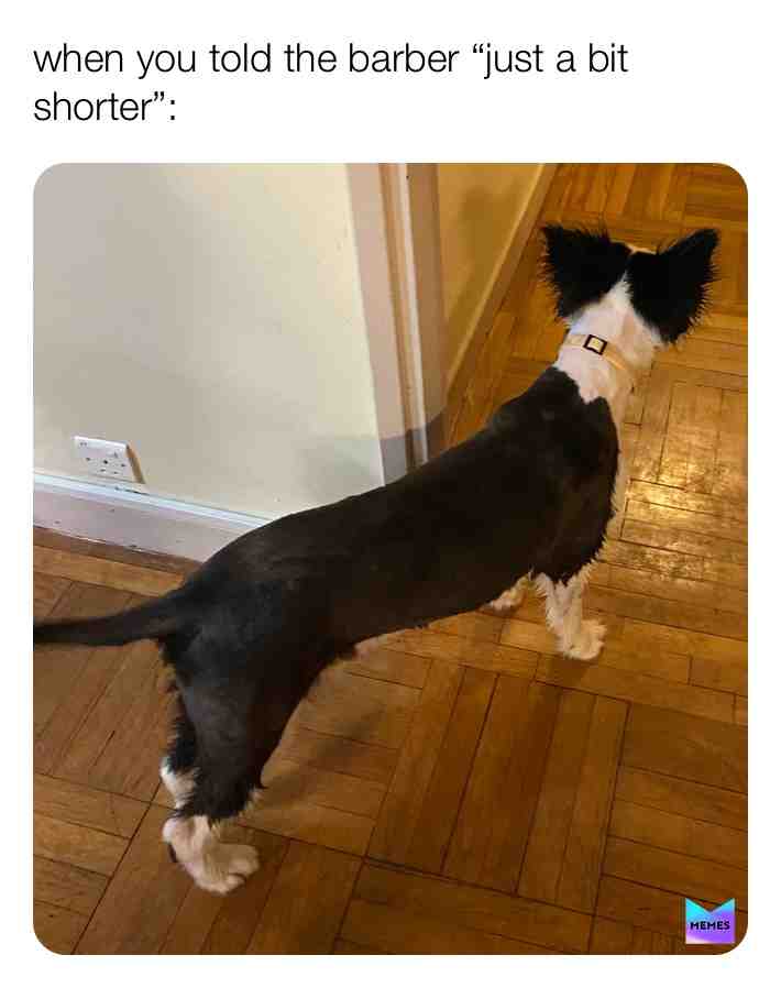  #dog