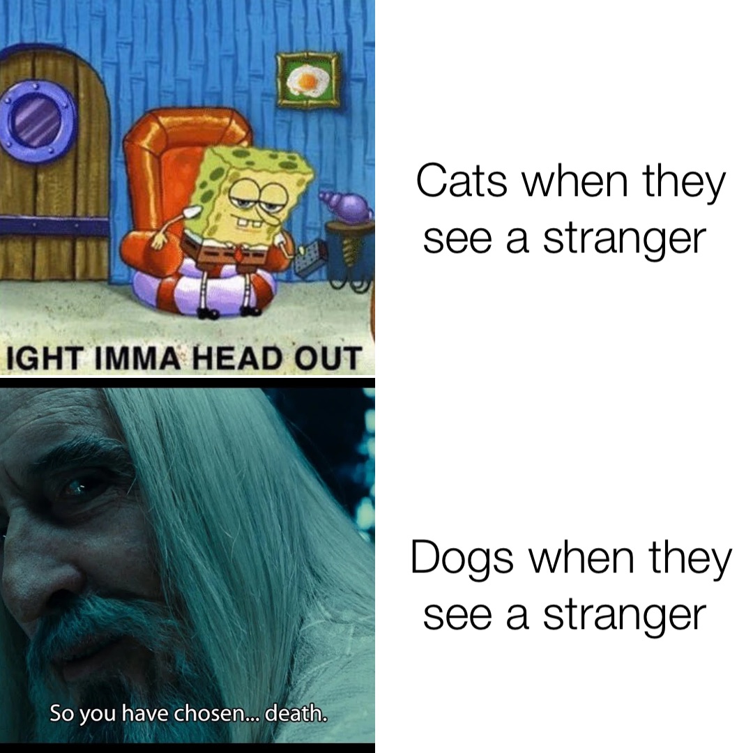 Cats when they see a stranger Dogs when they see a stranger