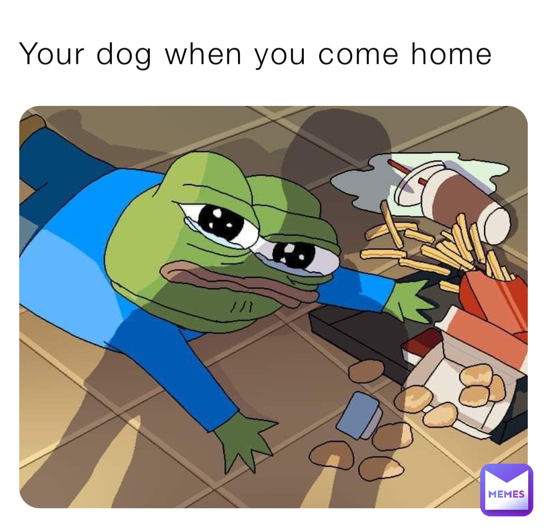 Your dog when you come home